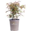 eGarden.store Pianta di Rosa Chinensis Mutabilis multicolore cespuglio ornamentale da esterno