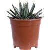 eGarden.store Pianta di Agave pianta succulenta ornamentale grassa vera con spine da esterno