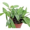 eGarden.store Pianta vera di Hoya Pubicalyx Fiore di Cera v.10 cm ornamentale da interno