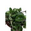 eGarden.store Pianta vera di Hoya Carnosa Compacta Fiore di Cera ornamentale da arredo interno