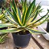 eurobulbi Agave Lophanta Quadricolor 2 Piante 25€ Spedizione Gratuita In Vaso 14