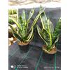 il solitario 3 Piante Di Sanseveria Laurentii 30€ Altezza 55/60 Cm Vaso 20 Diametro