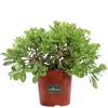 eGarden.store Pianta Pittosporo Tobira Nano pianta vera ornamentla da siepe bassa da giardino