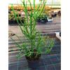 eurobulbi Euphorbia Tirucalli L.conosciuta anche come albero delle matite altezza 60 ×25