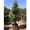 Vivaio di Castelletto Magnolia grandiflora Gallisoniensis pianta sempreverde vaso ø22/24 cm h 50/70 cm