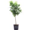 eGarden.store Pianta di Limone Lunario 4 Stagioni albero di agrume vero da esterno in vaso v24