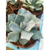 eurobulbi 1 pianta di Agave potatorum vaso 12/cm altezza 13 / 10 disponibili