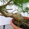 eurobulbi Bonsai Di Pino d'Aleppo O Mediter In Ciotola 35cm Diametro 110€ Eta 17/18 Anni
