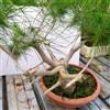eurobulbi Bonsai Di Pino d'Aleppo O Mediter In Ciotola 35cm Diametro 120€ Eta 17/18 Anni