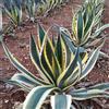 eurobulbi Agave Americana pianta di 120 cm di altezza 1€sped gratuita disp Altre Misure