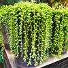 eurobulbi Il Rosario Senecio Rowleyanus Pianta Molto Decorativa 2 Piante In Vaso 14 (22€