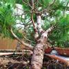 eurobulbi Bonsai Di Pino d'Aleppo O Mediter In Ciotola 35cm Diametro 120€ Eta 17/18 Anni