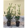 10 Piante Di Osmanthus Acquifolium 120/140 Cm
