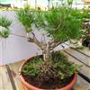 eurobulbi Bonsai Di Pino d'Aleppo O Mediter In Ciotola 40 cm Diametro 110€€ Eta 17/18 Anni
