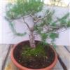eurobulbi Bonsai Di Pino d'Aleppo O Mediter In Ciotola 40 cm Diametro 110€ Eta 17/18 Anni
