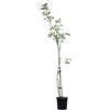 eGarden.store Pianta vera di Rosa Rampicante Bicolor rifiorente ornamentale da esterno