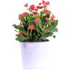 eGarden.store pianta di Euphorbia milii o Spina di Cristo pianta da esterno pianta grassa vera