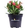 eGarden.store pianta di Euphorbia milii o Spina di Cristo pianta da esterno pianta grassa vera