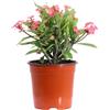 eGarden.store pianta di Euphorbia milii o Spina di Cristo pianta da esterno pianta grassa vera