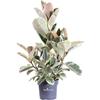 eGarden.store Pianta di Ficus Elastica Tineke pianta da interno pianta da appartamento vera