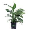 eGarden.store Pianta di Spatifillo Spathiphyllum pianta vera ornamentale da fiore da interno