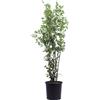 eGarden.store Pianta di Alloro Pianta di Laurus Nobilis pianta ornamentale vera da cucina