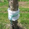 LANA VETRO TESSUTO PER ALBERI DIFESA CONTRO OZIORRINCO DELL'OLIVO 20MT