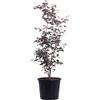 eGarden.store Pianta di Acero Palmato Acer Palmatum vera ornamentale foglie colorte da esterno