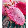 eGarden.store Pianta di Pitaya Pianta Hilocerus Monocanthus vera Frutto del Drago da esterno
