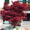 Vivaio di Castelletto Acero Rosso Giapponese Acero Palmatum Fireglow FG1 Pianta in Vaso ø 20 cm Vivaio