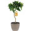 KENTIS Pianta di Mandarino Citrus Reticulata Alberi da Frutto in Vaso da Esterno