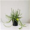 Plantì EUONYMUS FORTUNEI Arbusto sempreverde da esterno vaso da 19 cm Piante