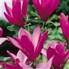 Vivaio di Castelletto Magnolia giapponese porpora Magnolia Susan da fiore pianta in vaso ø19 cm h