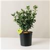 Plantì EUONYMUS JAPONICUS Arbusto sempreverde da esterno vaso da 19 cm Piante