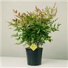 Plantì NANDINA DOMESTICA Arbusto Pianta Sempreverde da Esterno con Vaso da 19cm