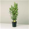 Plantì Laurus Nobilis pianta vera di alloro ornamentale Ideale come siepe