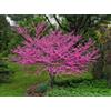 Vivaio di Castelletto Cercis siliquastrum Albero di Giuda pianta in vaso da 1 litro h 40/60 cm Vivaio