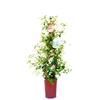 Vannucci Piante Falso gelsomino Trachelospermum jasminoides Cono Pianta