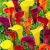 DUTCH BULBS EXCLUSIVE PLANTS FROM HOLLAN Bulbi Calle Zantedeschia Multicolore 5 Bulbi Fiori Piante e Fiori Esclusivi dall