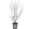 Vannucci Piante Magnolia stellata Magnolia da fiore Pianta vera in vaso Pianta