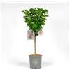Vannucci Piante Ciliegio Nano in vaso Pianta da terrazzo Prunus avium Albero da