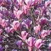 Vivaio di Castelletto Magnolia giapponese Magnolia soulangeana in vaso Ø18 h 50/70 cm pianta
