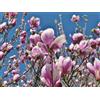 Vivai De Laurentiis Magnolia x Soulangeana vaso 19 cm