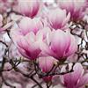 Vivaio di Castelletto Magnolia giapponese Magnolia soulangeana pianta in vaso 9x9 cm Vivaio di