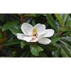 Vivaio di Castelletto Magnolia grandiflora pianta sempreverde in vaso ø18 h 1 metro circa Vivaio di