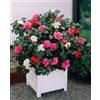 Vivaio di Castelletto Camelia japonica tricolore Camellia Tricolor pianta in vaso ø14 cm Vivaio di
