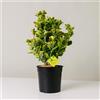 Plantì EUONYMUS JAPONICUS Arbusto sempreverde da esterno vaso da 19 cm Piante