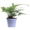 eGarden.store Pianta vera di Felce Arachniodes Aristata Variegata da arredo interno/esterno
