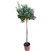 AMDGarden Pianta di FEIJOA SELLOWIANA Fejoia Acca sellowiana ALBERELLO vaso22cm FOTO REALE