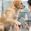 Graffietto per unghie per cani in EVA, taglierino unghie, accessorio la
